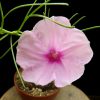 Ipomoea spec.pink flower