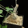 Momordica rostrata