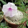 Ipomoea cairica