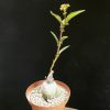 Jatropha aff.prunifolia