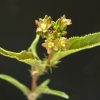 Jatropha aff.prunifolia